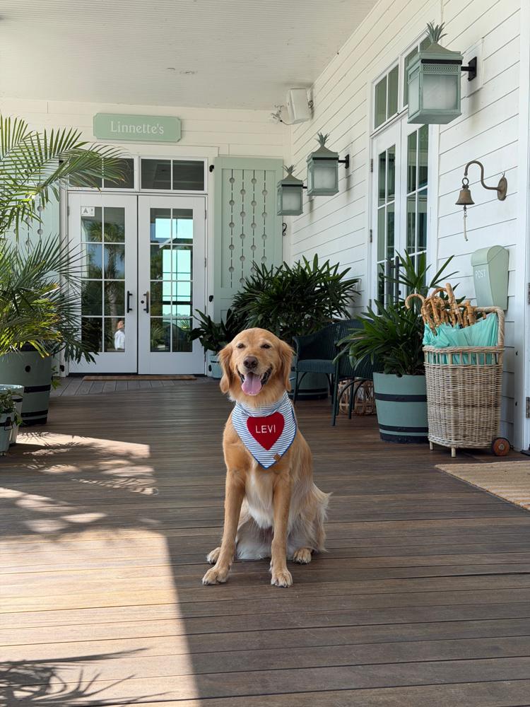 Levi the golden retriever on a hotel porch